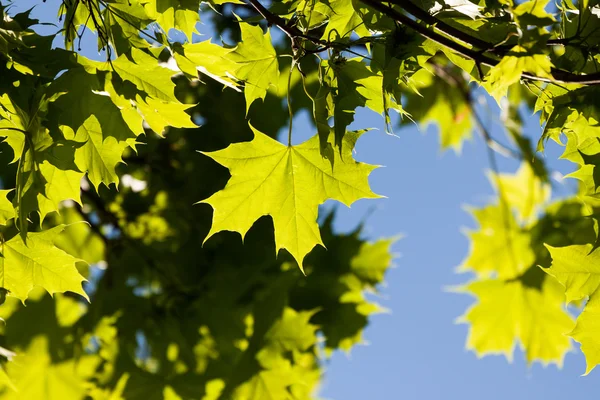 stock image Green maple leaf