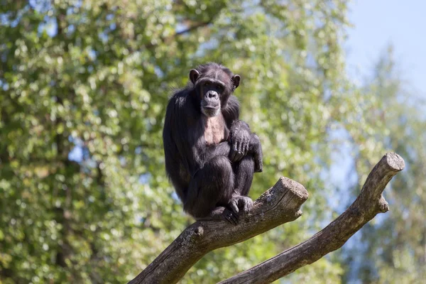 Chimpansee op een bomen over blauwe hemel — Stockfoto