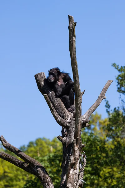 Stock image Chimp monkey