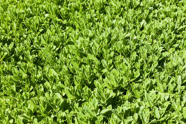 Campo verde menta, menta verde —  Fotos de Stock