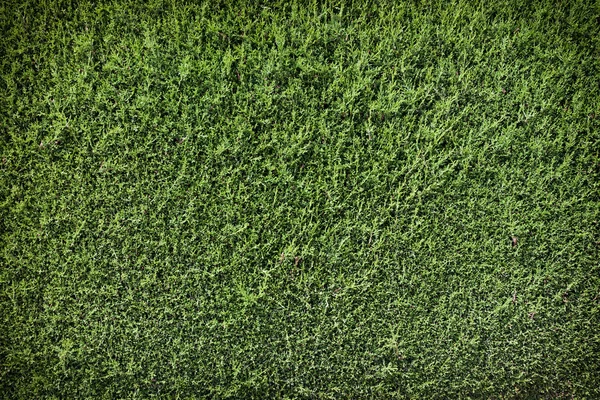 Green wall background — Stock Photo, Image