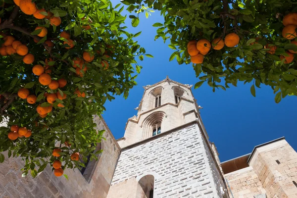 Mandarin orange träd — Stockfoto