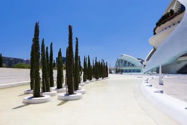 Cypress in Valencia Hemispheric - City of Arts and Science — Stock Photo, Image