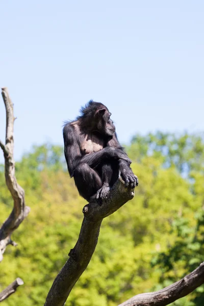 Chimpansee aap op een boom over blauwe hemel — Stockfoto
