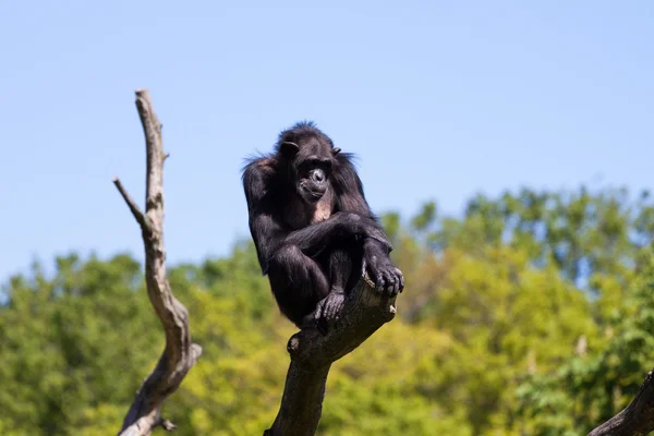 Chimpansee aap — Stockfoto