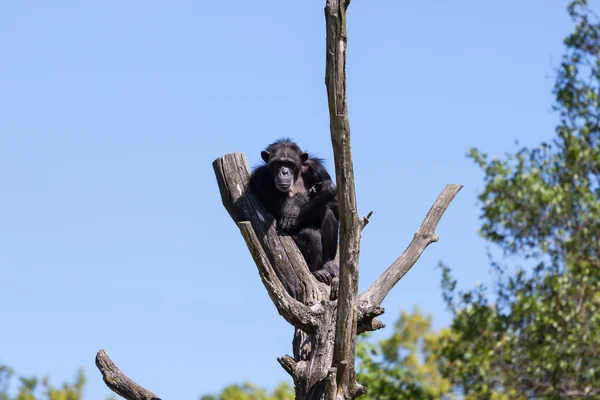 Chimp aap — Stockfoto