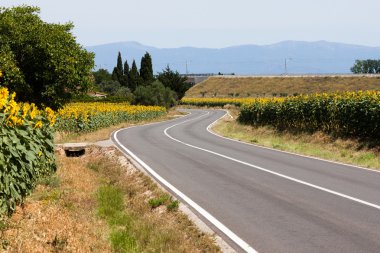 tarım arazileri yol ve ayçiçeği bir çayır üzerinde