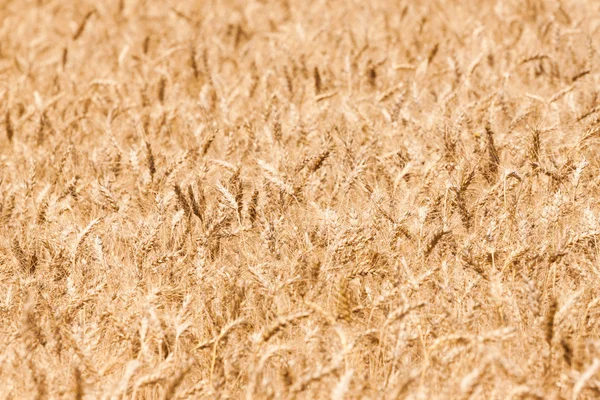 Graan tarwe achtergrond van een veld — Stockfoto
