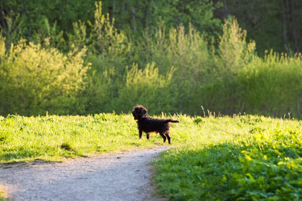 Egy aranyos kutya, a fűben — Stock Fotó