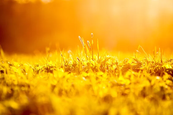 Fond d'herbe de printemps au coucher du soleil — Photo