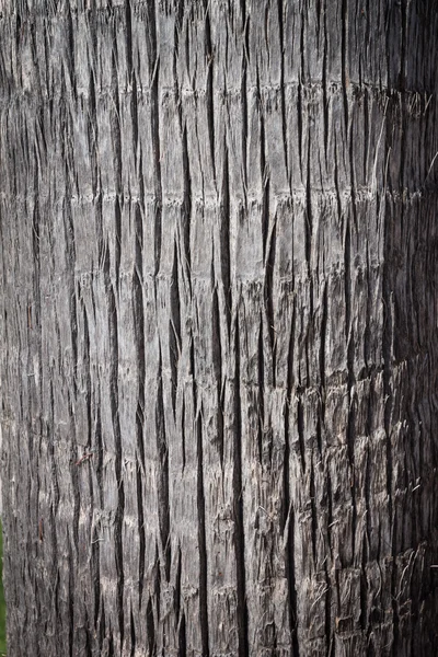 纹理的皮质的一棵棕榈树 — 图库照片