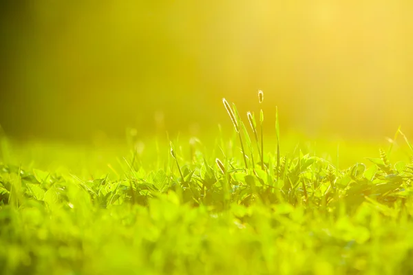 Rêveur vert printemps herbe fond au coucher du soleil — Photo