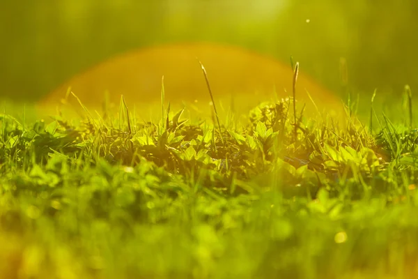Coucher de soleil herbe fond — Photo