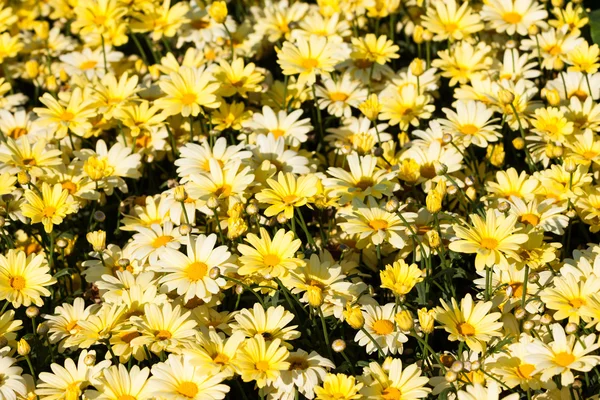 Gelbe Gänseblümchen — Stockfoto