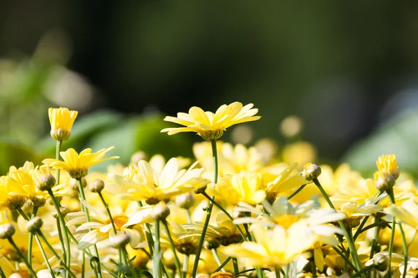 Margaridas amarelas flores — Fotografia de Stock