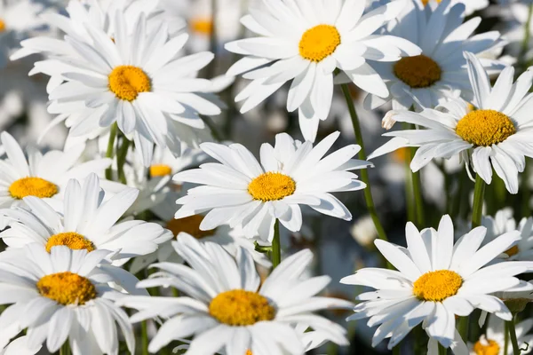 白色雏菊 — 图库照片