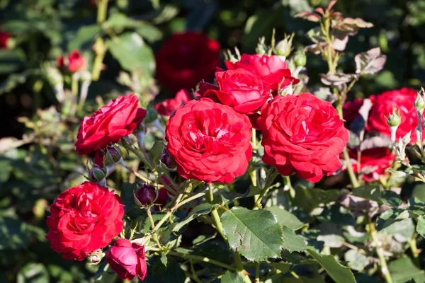 stock image Red roses carpet