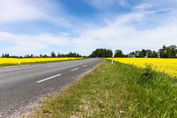 Farmland road with rape fields and houses — Stock Photo, Image