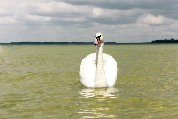 stock image White swan on the lake