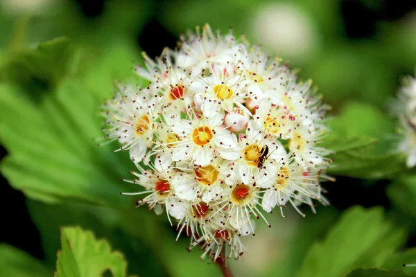 Fiore di biancospino — Foto Stock