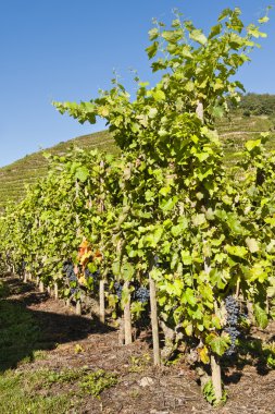 Row of Grape Vines clipart