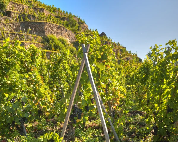 Terrasserade vingård av ampuis — Stockfoto