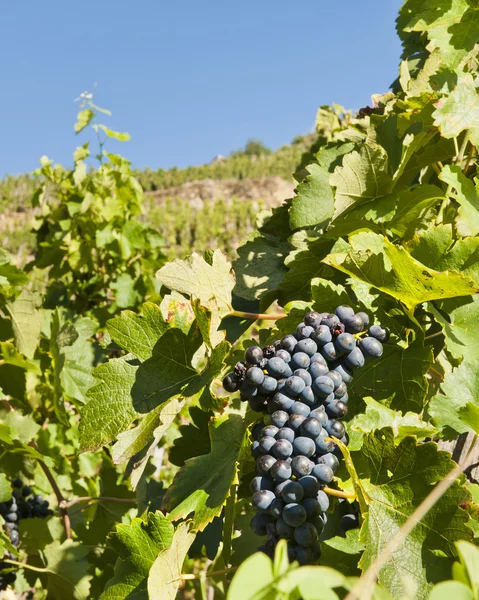 Hillside vingård — Stockfoto