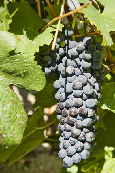 Grapes for Cote Rotie — Stock Photo, Image
