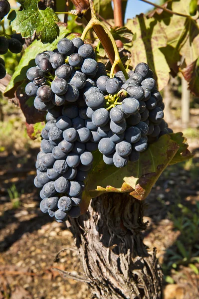 Grapes for Cote Rotie — Stock Photo, Image