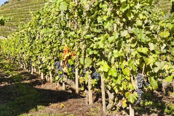 Fila de viñas de uva — Foto de Stock