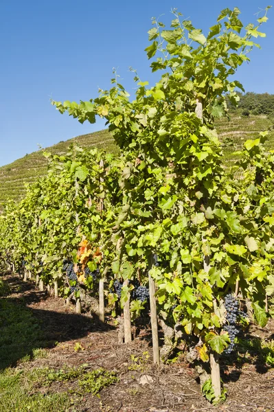 Fila de viñas de uva — Foto de Stock