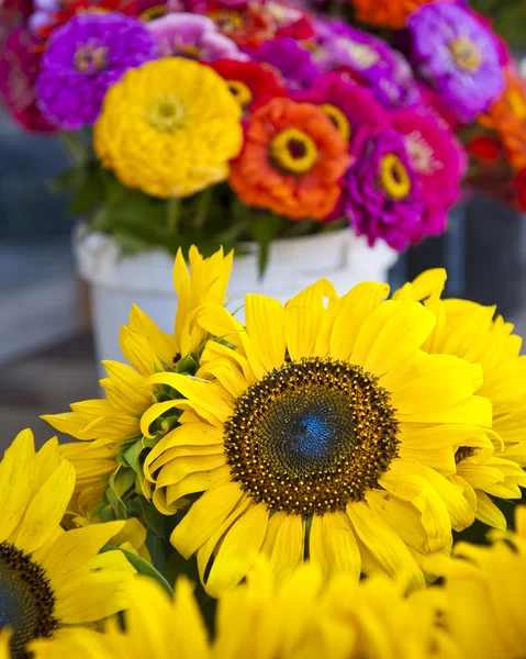 stock image Sunflower in Condrieu Market