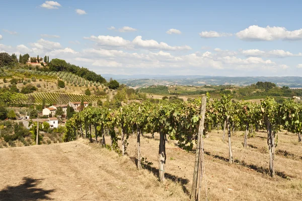 Vignoble toscan près de Florence Italie — Photo