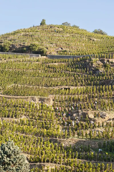 Пикеры собирают виноград — стоковое фото