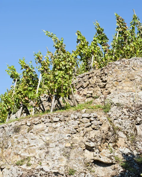 Виноградник Ампуи — стоковое фото