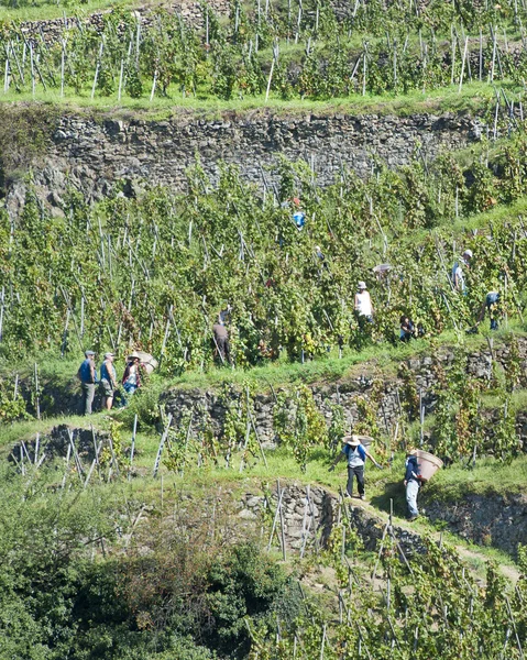 Llevando uvas por la montaña — Foto de Stock