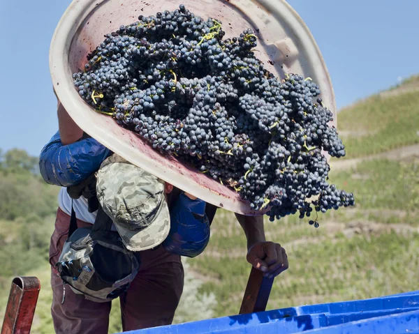 De druiven oogsten — Stockfoto