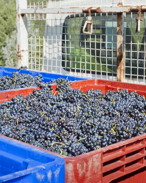 Uvas de vinho tinto no caminhão — Fotografia de Stock