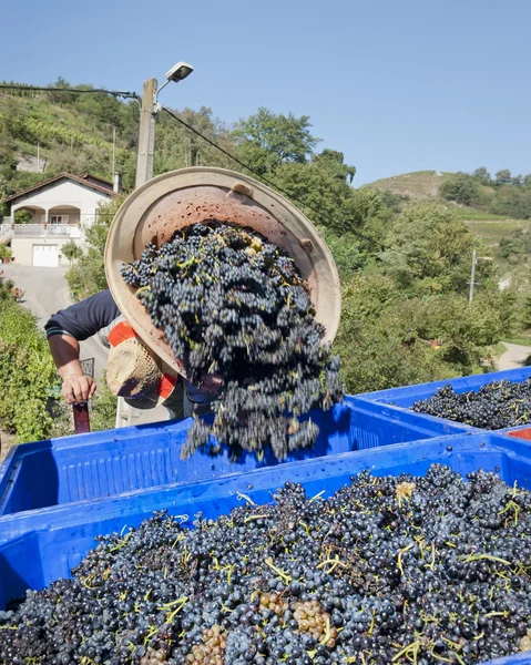 Cosechando las uvas — Foto de Stock
