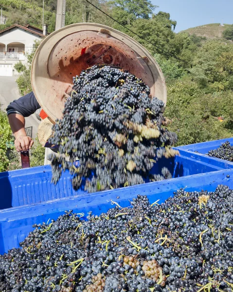 Cosechando las uvas — Foto de Stock