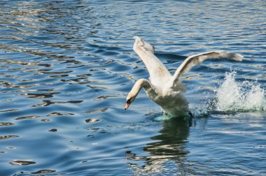 Swan on Take Off clipart