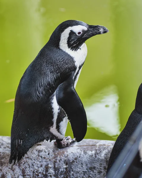 stock image African Penguin