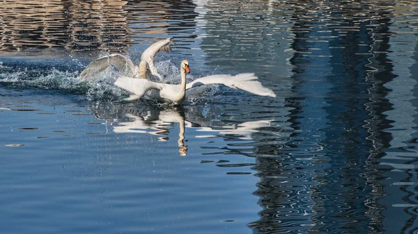 Fighting Swans — Stock Photo, Image