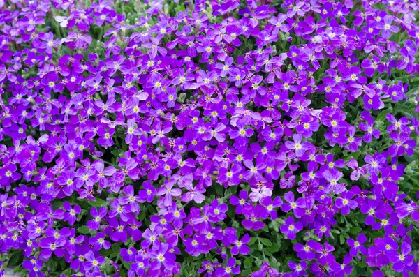 stock image Purple flowers background