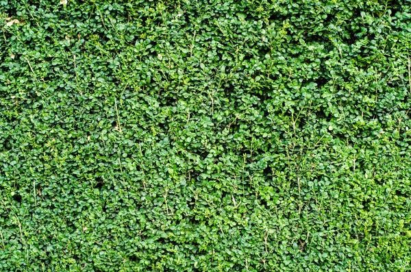 Groene Buxus muur — Stockfoto