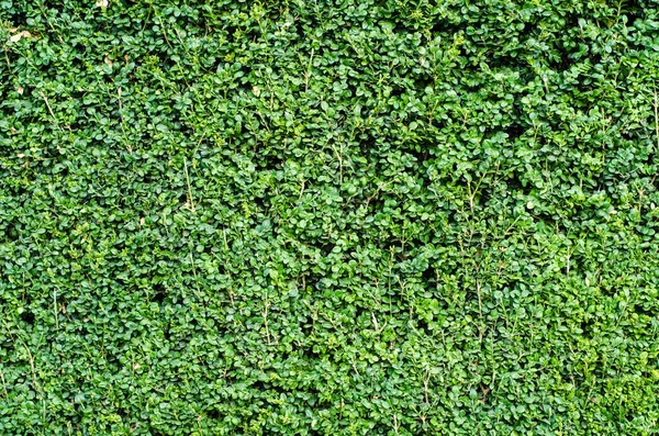 Groene Buxus muur Stockfoto