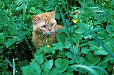 Çimlerdeki kedi yavrusu