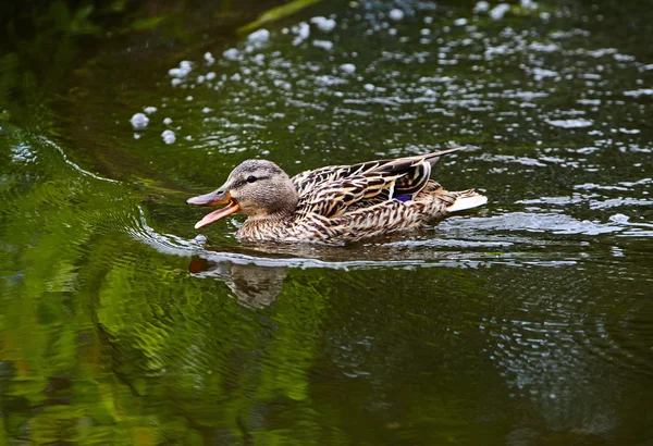 Wild duck swimming — Stock Photo, Image