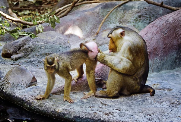 Pigtail Macaque pasangan — Stok Foto