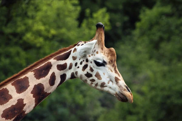 La jirafa de Rothschild — Foto de Stock